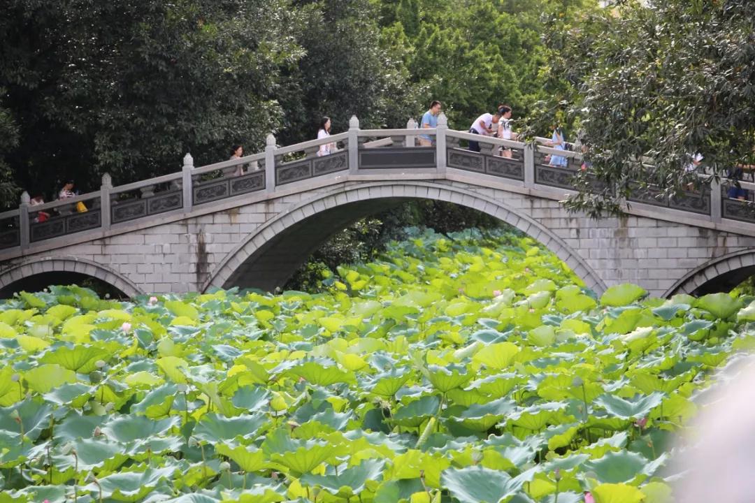 深圳最美最有人气的公园在哪里,深圳最好的十个景区