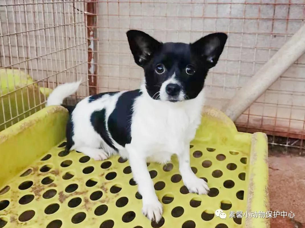 领养代替购买|2021年6月份福州线上宠物领养活动