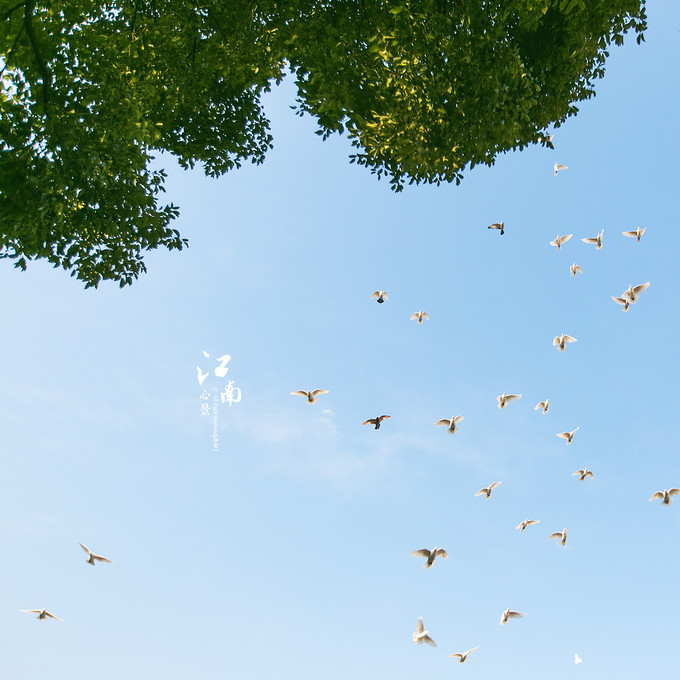 梦幻江南水乡仙境,带你看江南第一古镇