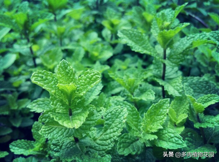 这样养护薄荷从此告别叶黄枝枯,薄荷怎么养才能不烂叶