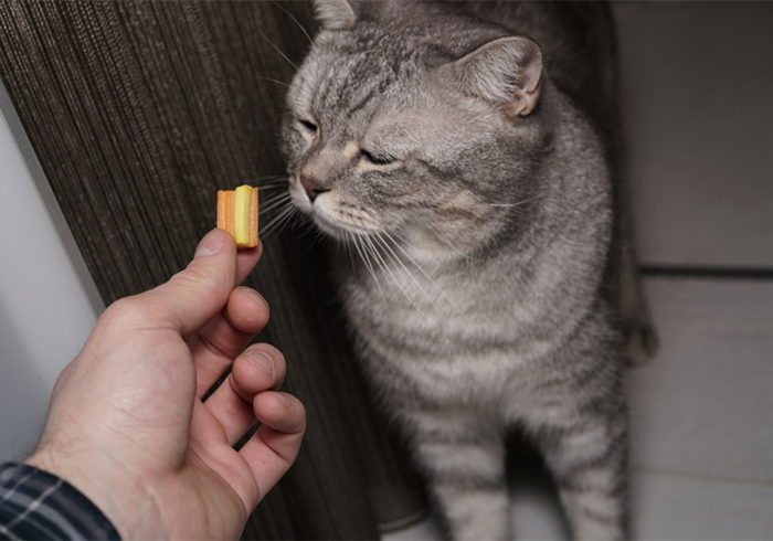 家里猫不愿意吃鱼,主人在家猫不吃不喝不上厕所