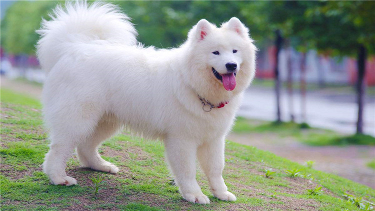 狗狗经常刨地怎么回事,狗狗频繁刨地