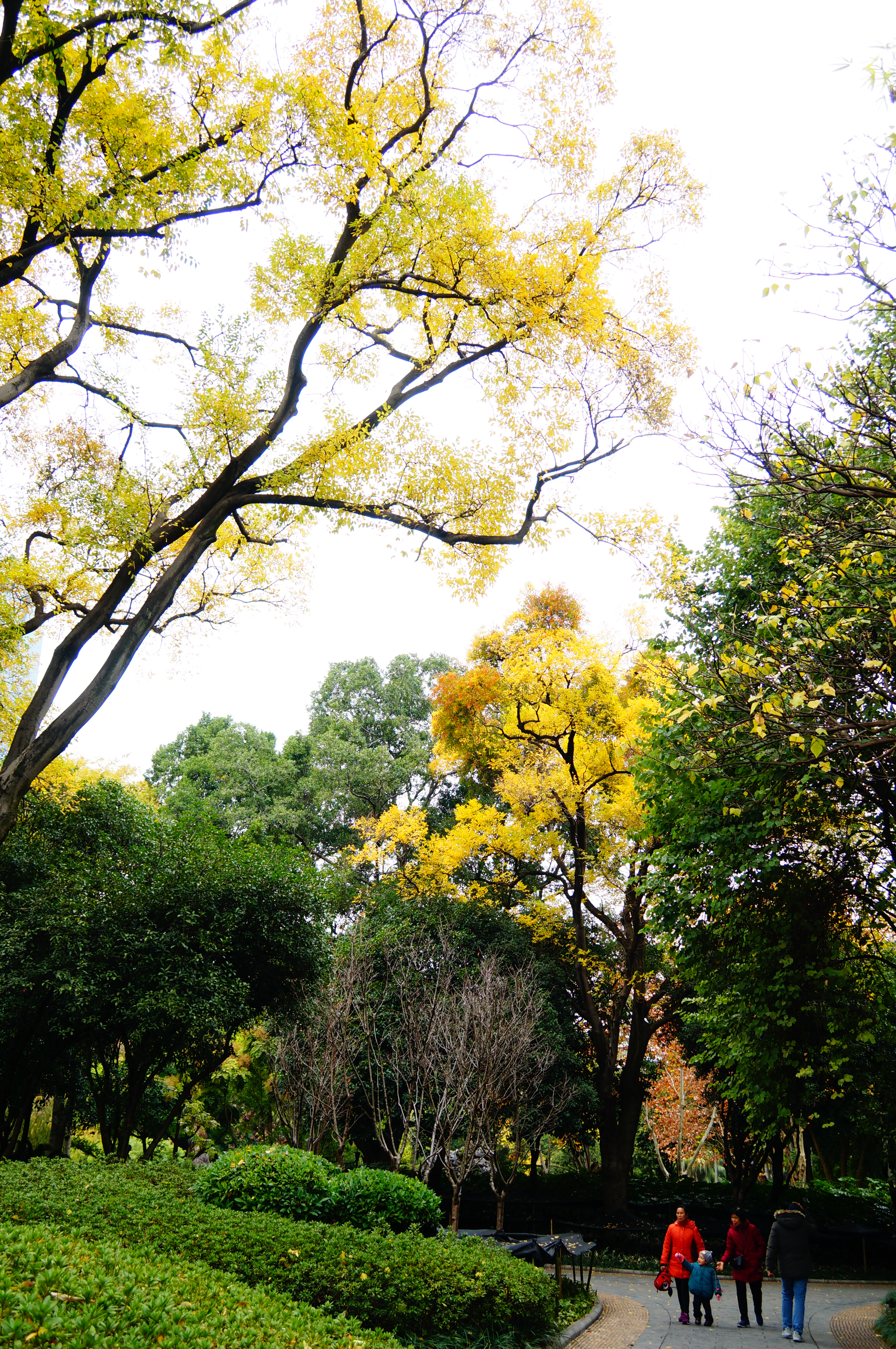 柳州的柳侯公园景色,柳州的秋天美景