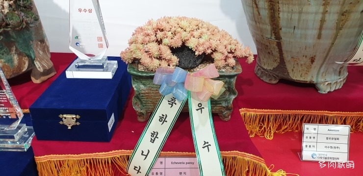 多肉欣赏桃美人,多肉植物欣赏