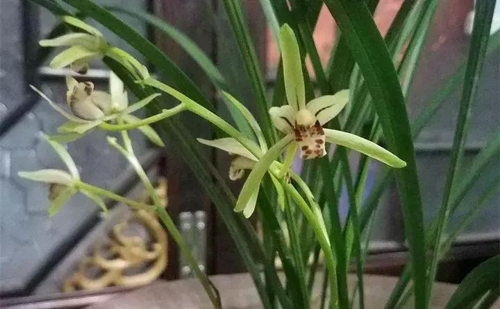 精品玉兰的品种及图片,国兰花朵不艳丽但香气清雅