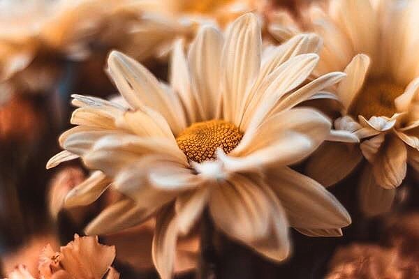 微距拍摄需要的器材,小成本视频摄影