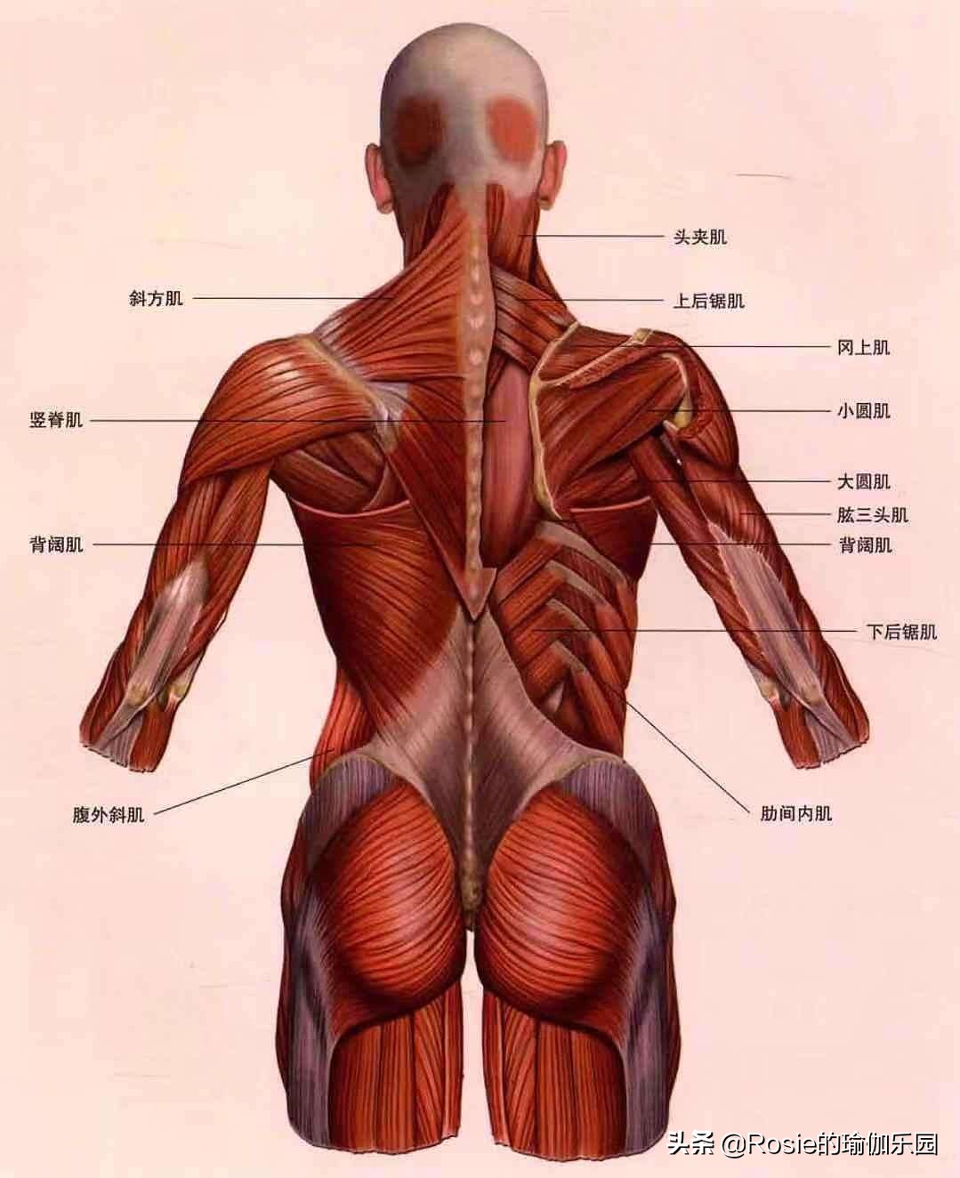 屁股肥大腿粗平躺怎么瘦,久坐腿粗臀下垂怎么锻炼