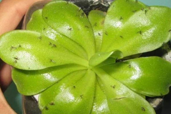 消灭害虫的100种方法,怎么消灭害虫最好的方法