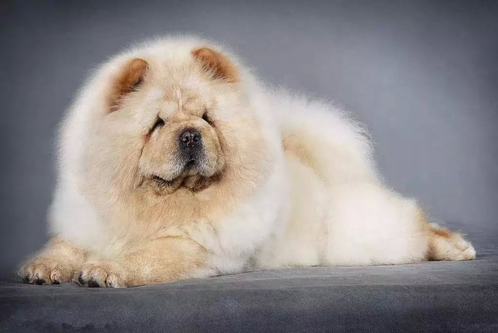 国产名犬排名,中国的名犬有哪几种