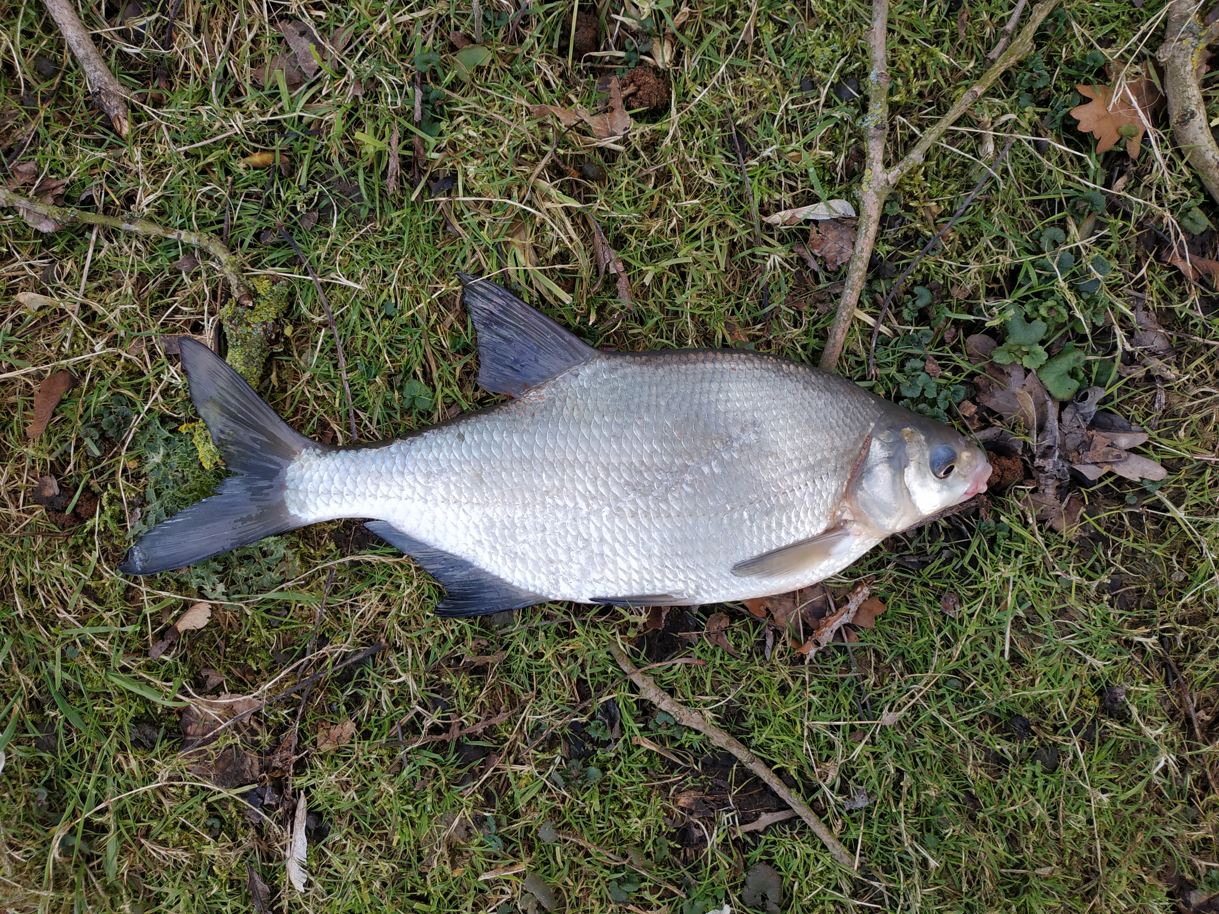 欧洲钓欧鳊,欧鳊的钓法