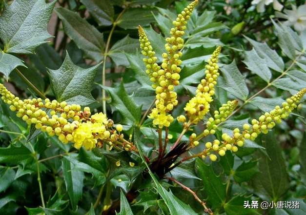 一位山村老养猪人的笔记，治疗猪瘟的四付中药处方