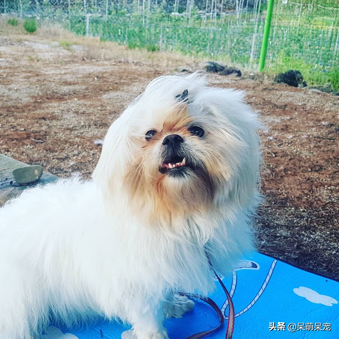 72种名犬最好养的宠物狗排名,什么狗最温顺不咬人又可爱小型犬