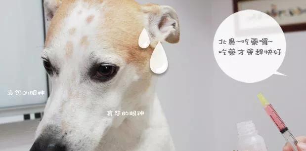 狗狗生病不吃饭要怎么给小狗喂食,狗狗生病不吃饭怎么喂药
