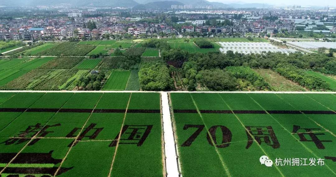 震撼！钱塘江畔出现巨型画作，有28个足球场这么大！