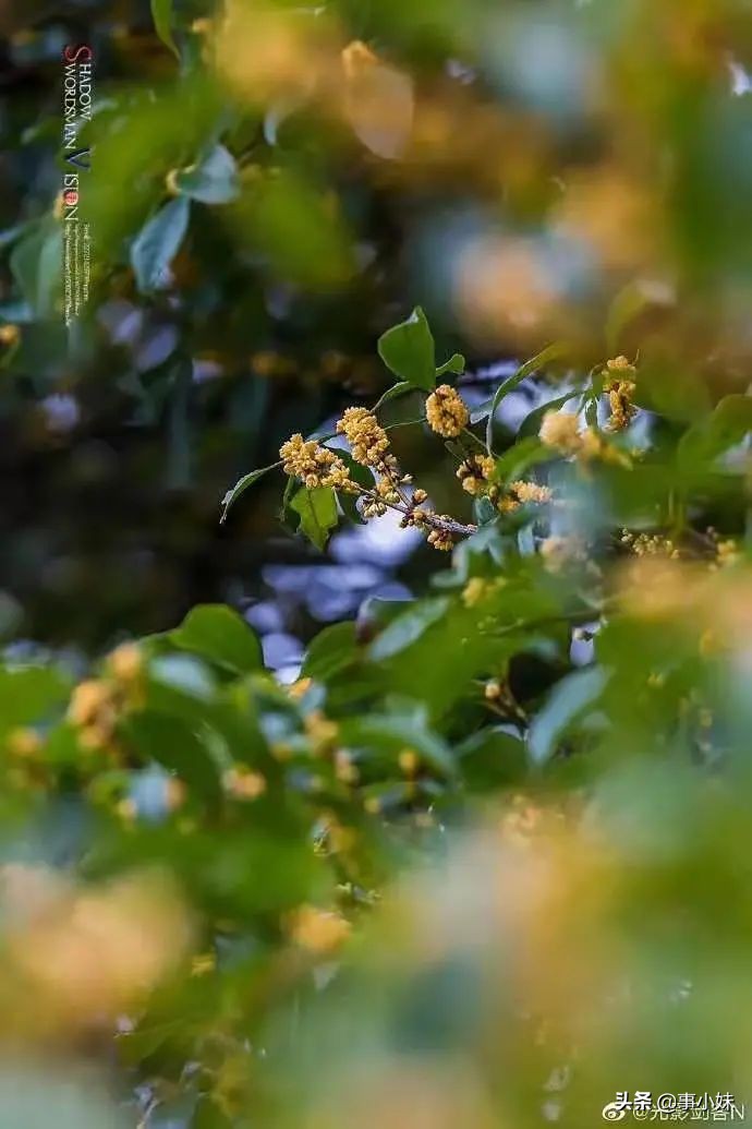 南京是什么味的,南京以什么口味为主