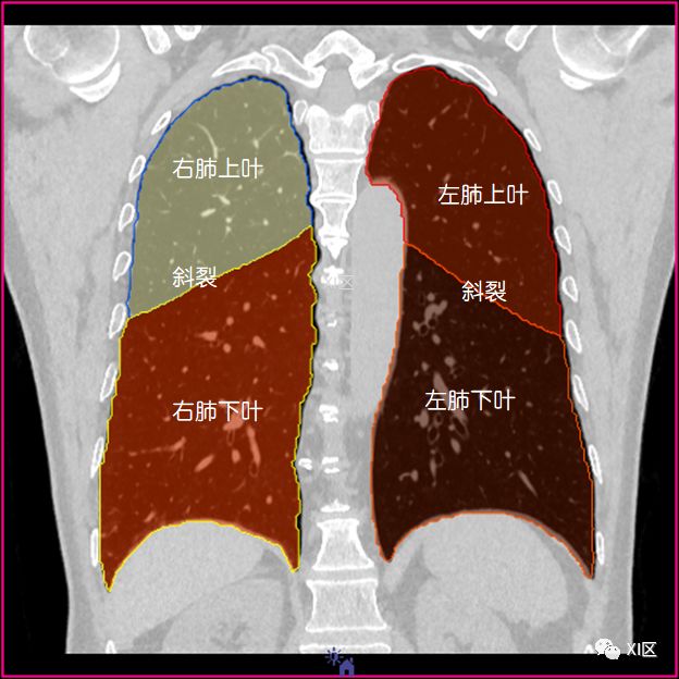 如此详细的肺部影像解剖，有点儿酷！