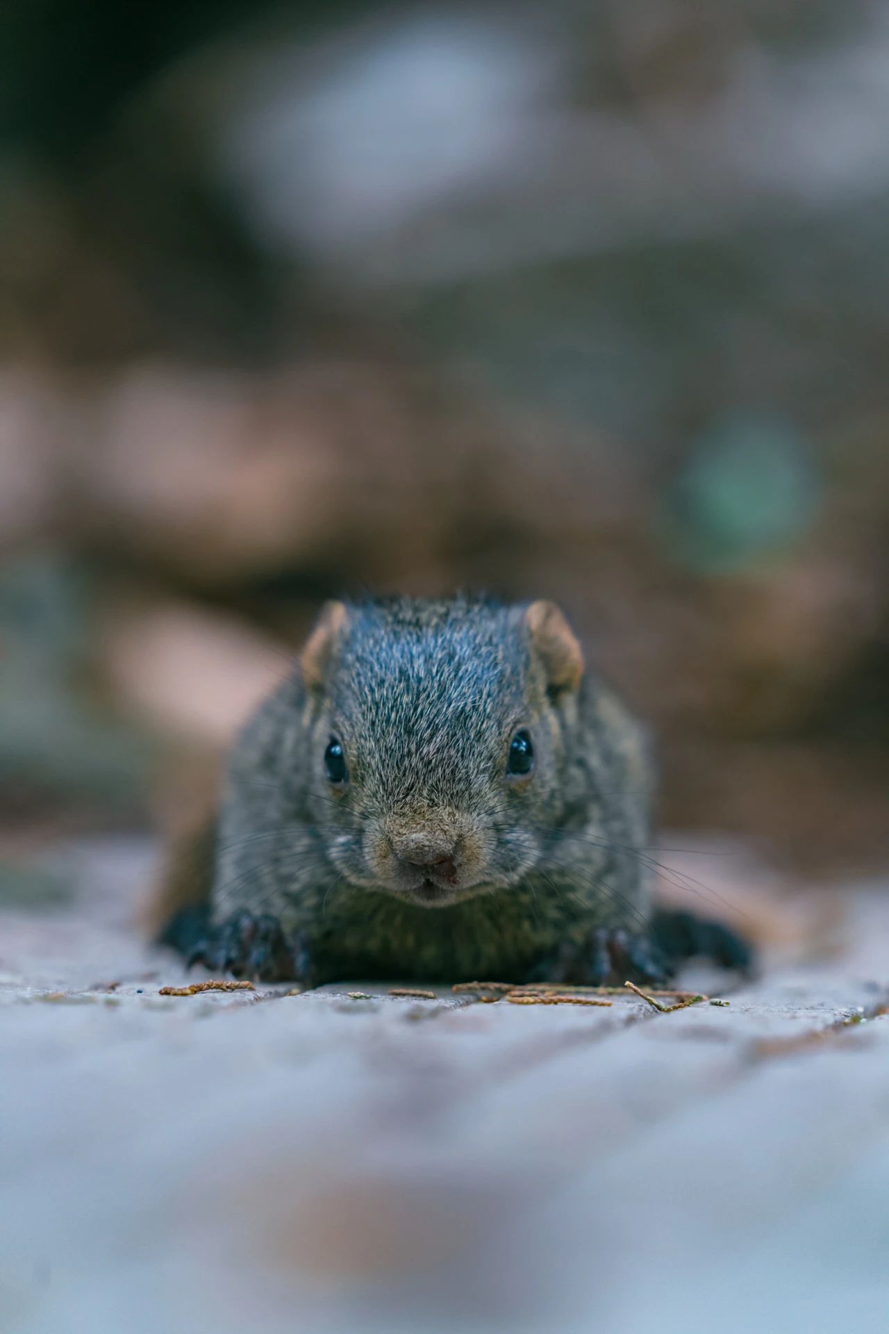 爬了近1个半小时，只为这大理苍山古寺中，孤独又可爱的大橘猫