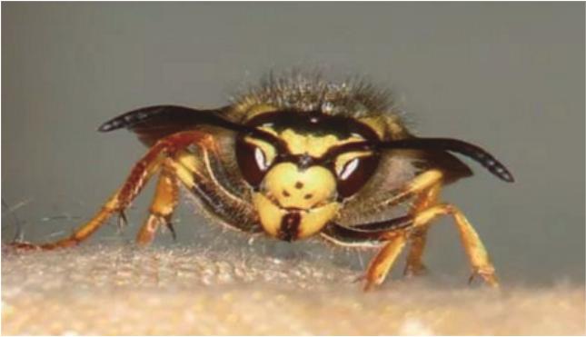 制造丧尸：病毒、*品毒**和寄生虫