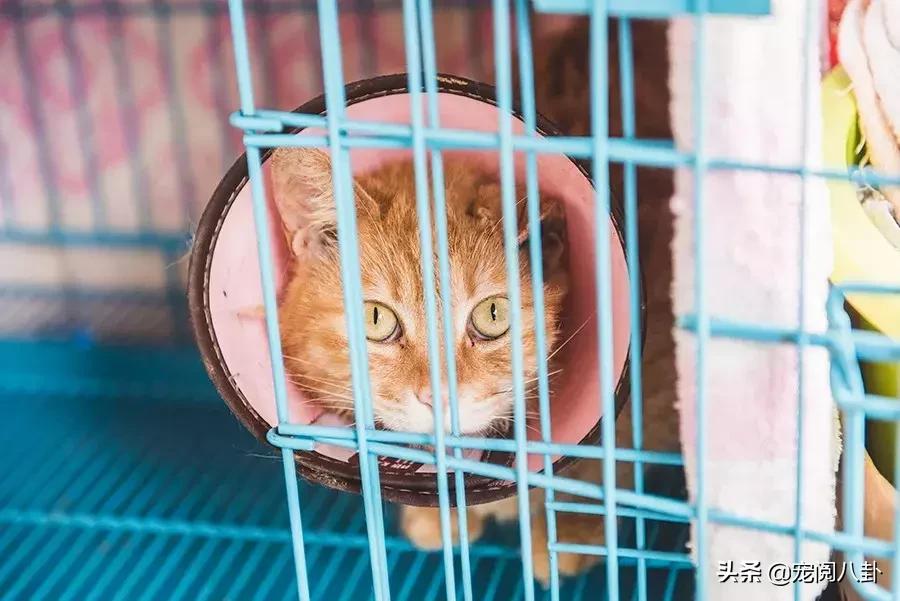 致每一位爱宠人，请了解下困难重重的TNR