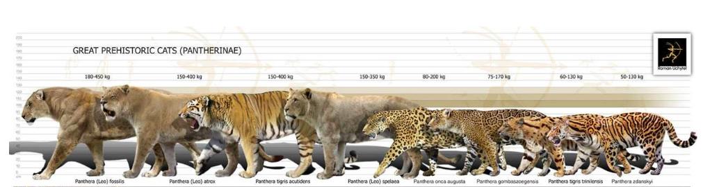 全国首只虎狮虎兽,老虎为什么喜欢狮虎兽