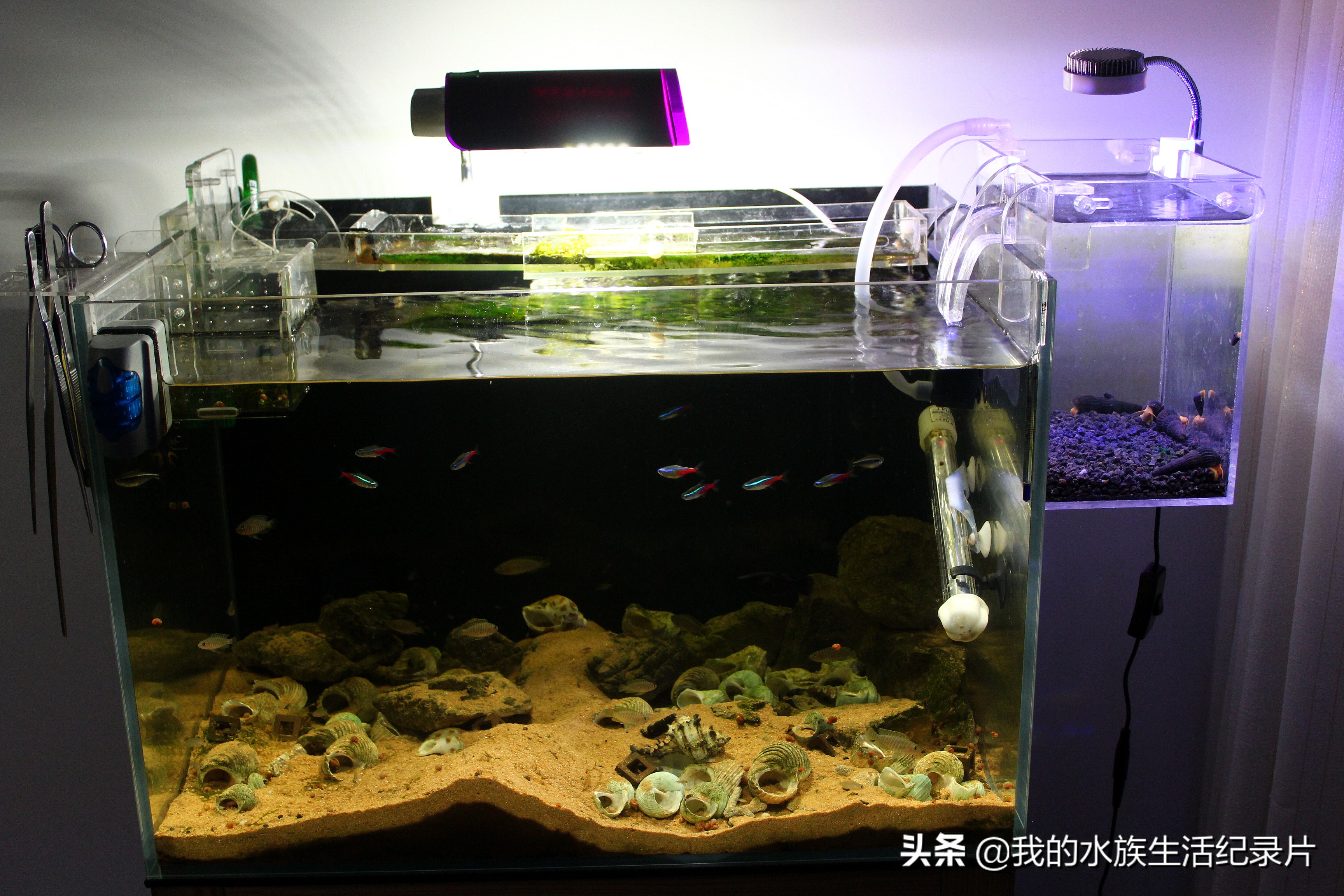 亚克力板做鱼缸用什么胶水,用亚克力板做鱼缸需要多厚