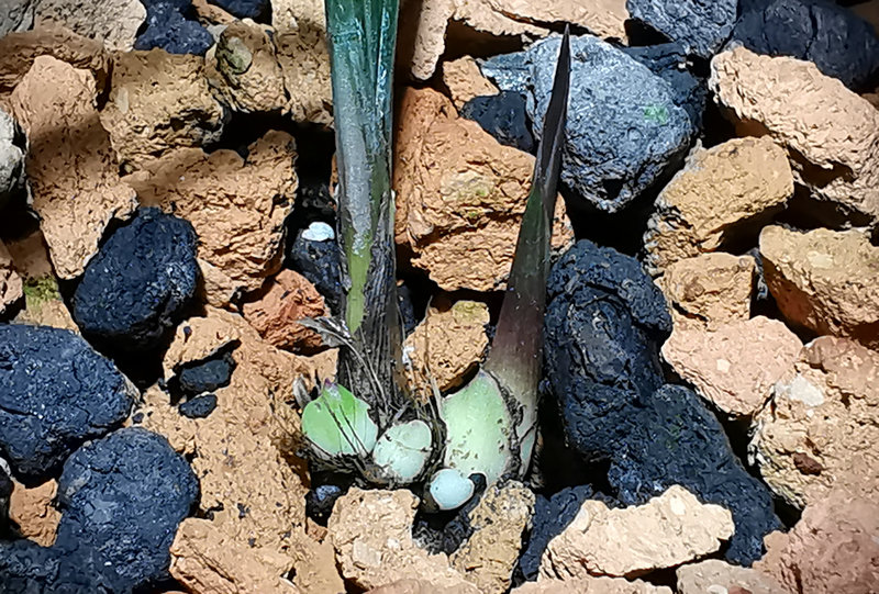 艺兰频道兰花价格,艺兰现在直播回放