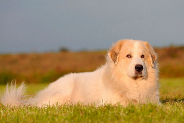 大白熊禁养原因,大白熊犬被禁养