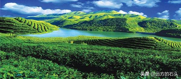 十大名茶贵州哪个茶上榜,贵州好喝的茶叶有哪些