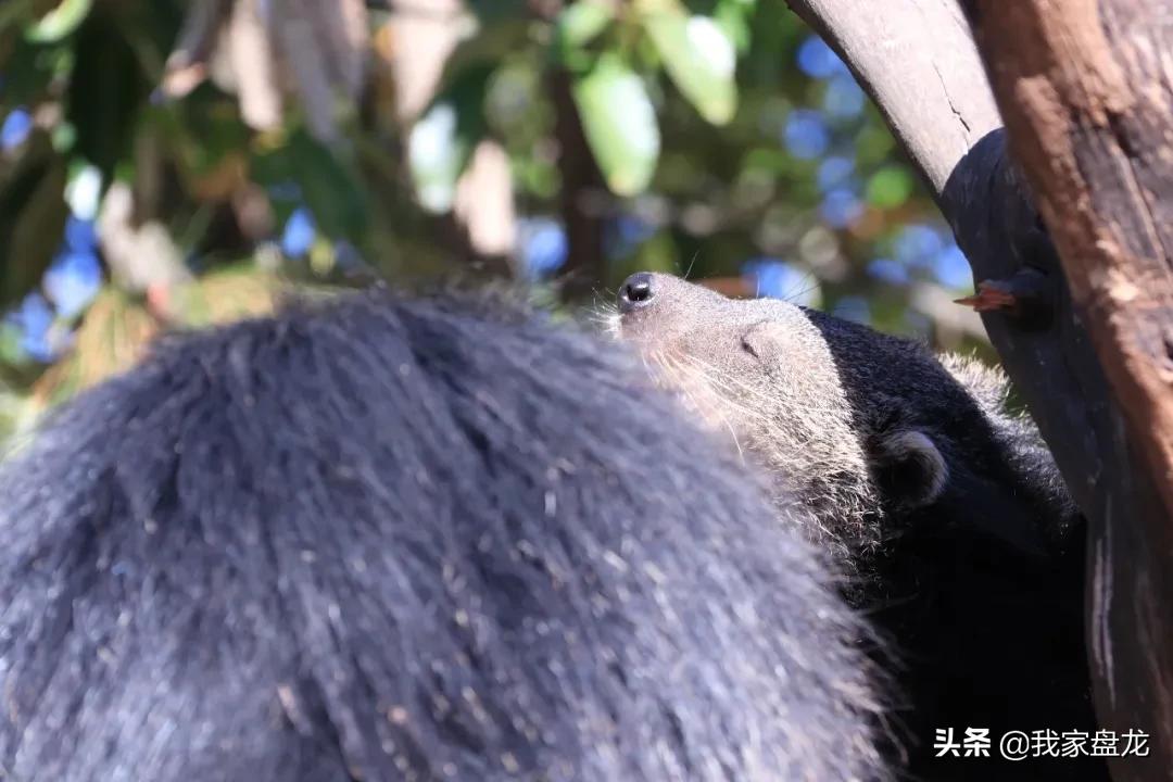 生物的多样性之美,生物多样性之美介绍