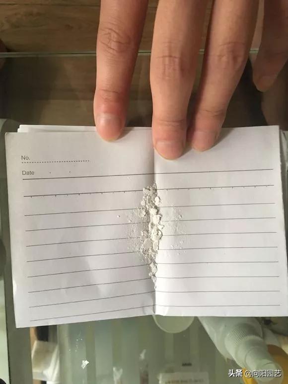 绿萝出现斑点黄叶子怎么办,绿萝叶子发黄用什么药最好