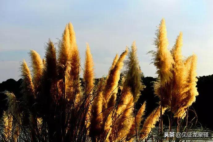 打卡青龙湖湿地公园,青龙湖湿地公园拍照技巧