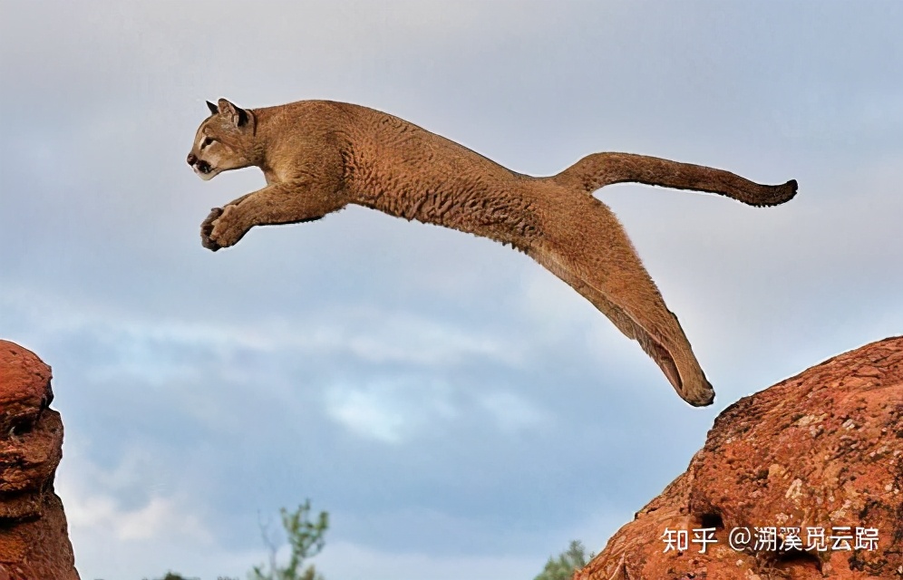 有哪些容易被认错的动物,容易被欺负的动物有哪些