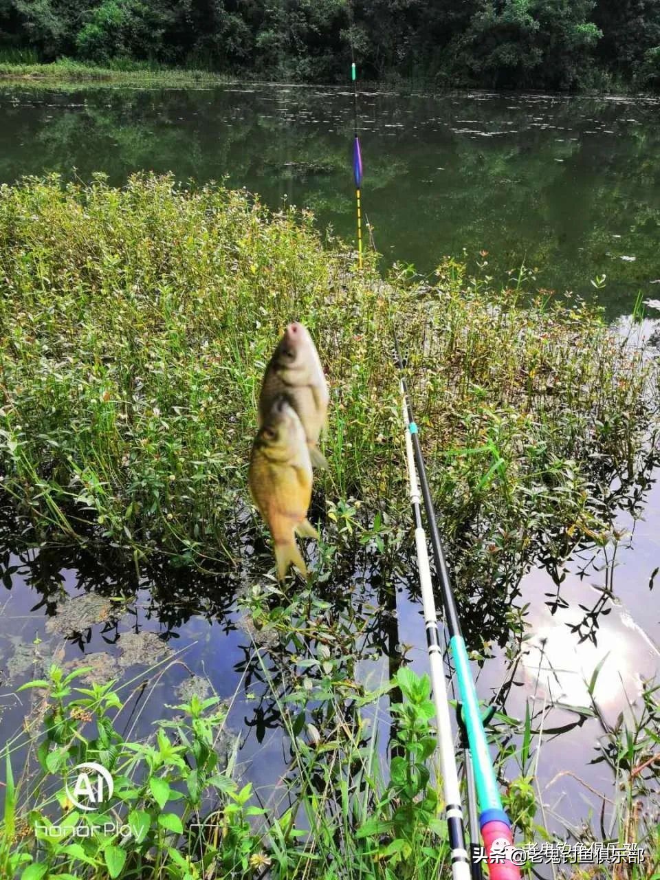 野河钓鲫鱼长竿占优势吗,现在野河钓鲫鱼是钓深处还是浅滩