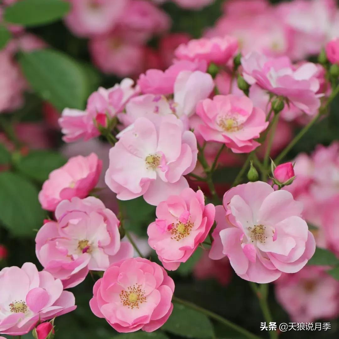 520你最想收到什么玫瑰,520这样的玫瑰你们喜欢吗