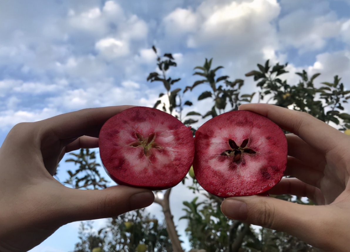 国外盆栽罗汉松,目前最火的盆景树