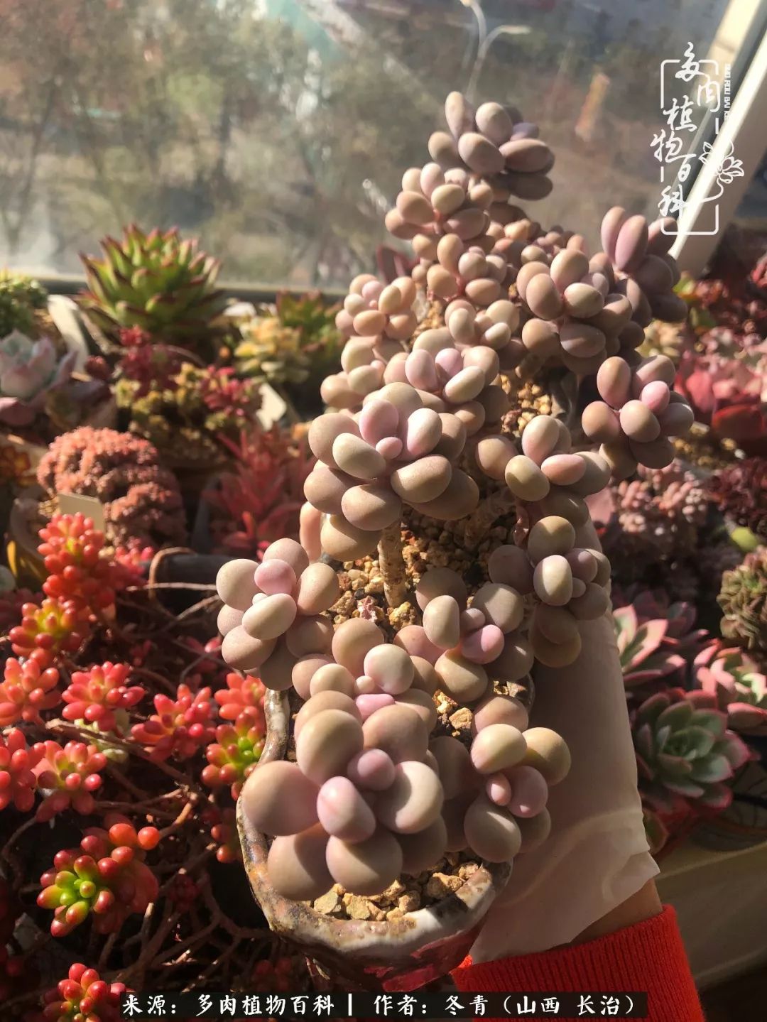 阳台养多肉徒长怎么办,阳台养多肉养殖方法和注意事项