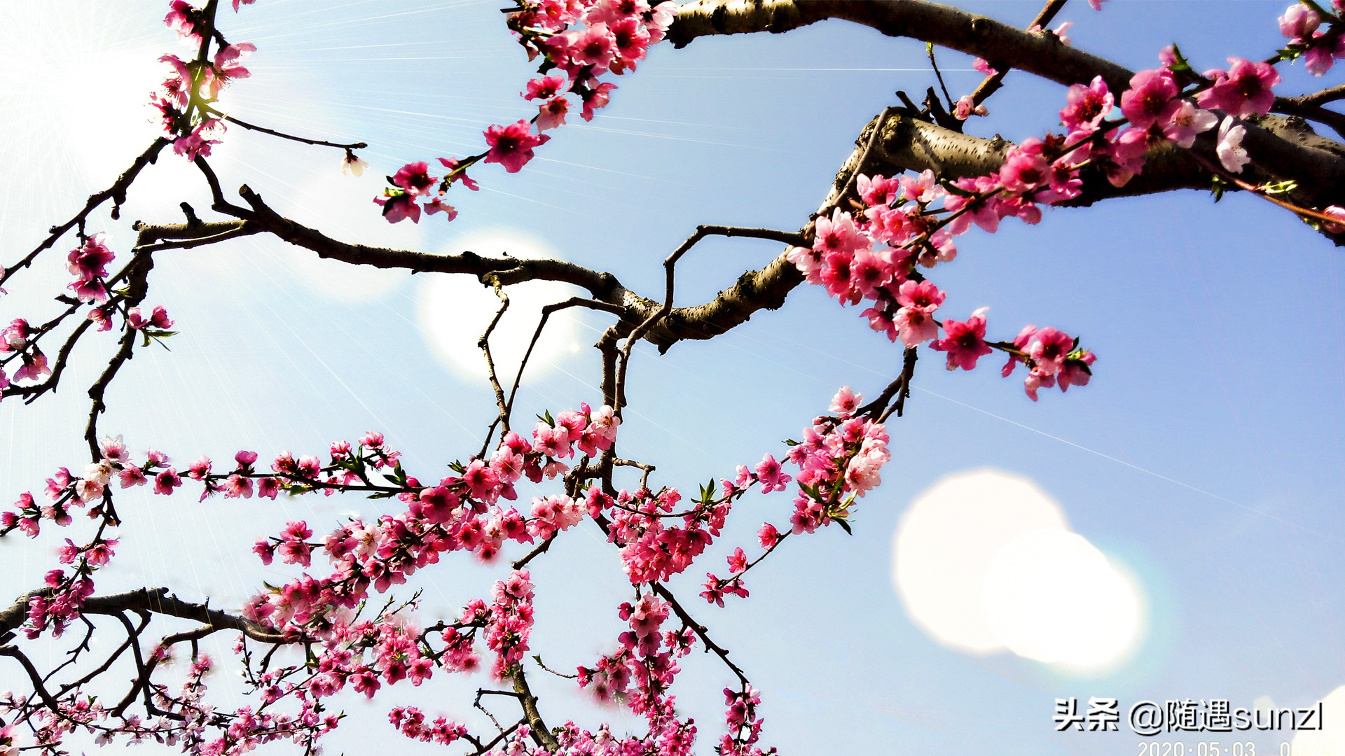 丹东宽甸桃花旅游攻略,丹东宽甸桃花岛旅游攻略自驾