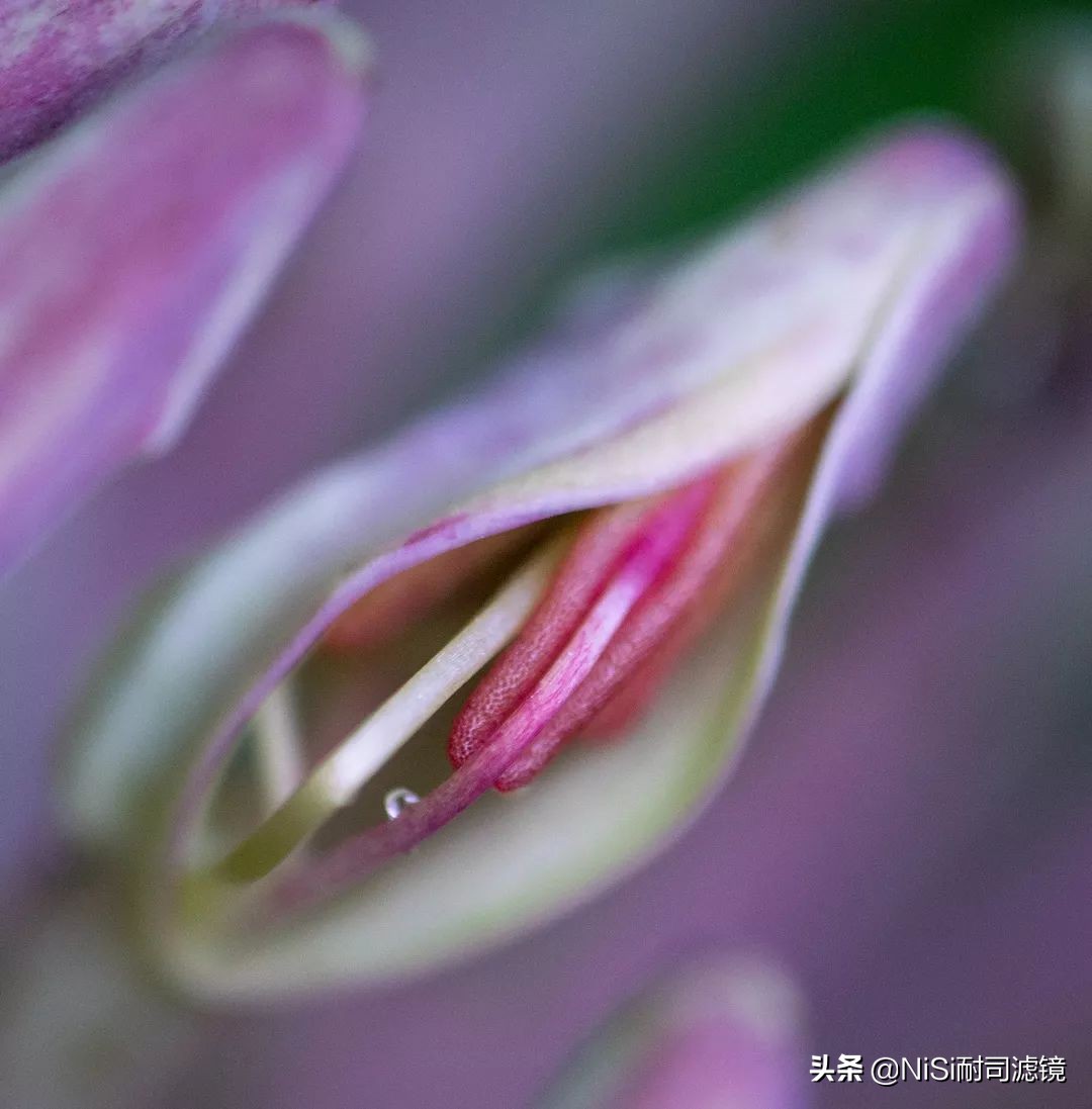 看到精彩——加拿大摄影师老飘飘的近摄镜测评