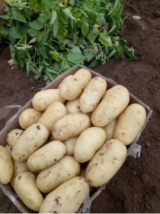 卖西瓜生意火爆一天2万斤,小伙3000斤西瓜4天卖完能赚多少