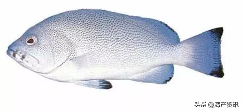 顶级海鲜鱼类大全图解,常见海鲜鱼类哪些便宜