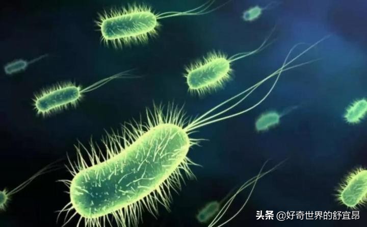 养鱼怎么知道硝化细菌养好了,培养硝化细菌的时候可以养鱼吗