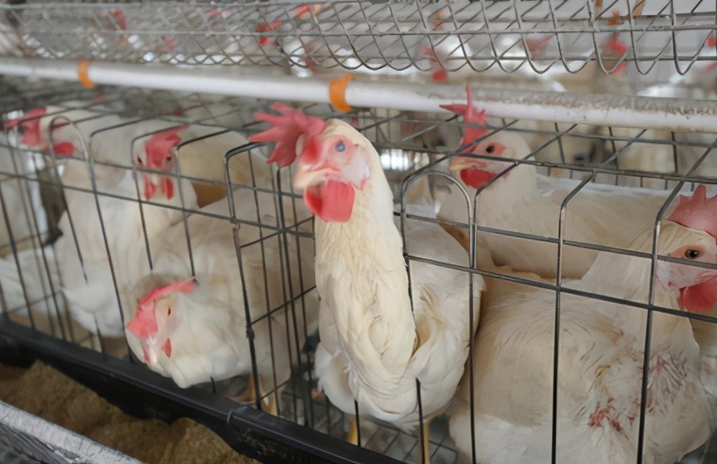 秋冬养鸡小妙招热门,养鸡怎么防寒冬