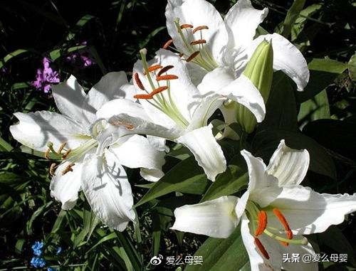 不容易怀孕的人适合养什么花,怀孕后家里适合养什么花