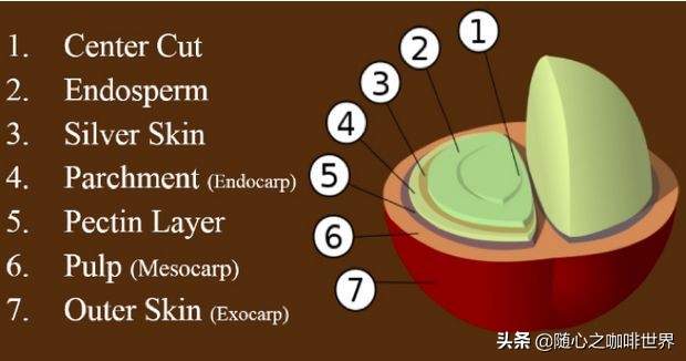 咖啡从采摘到制作过程视频,咖啡采摘加工过程