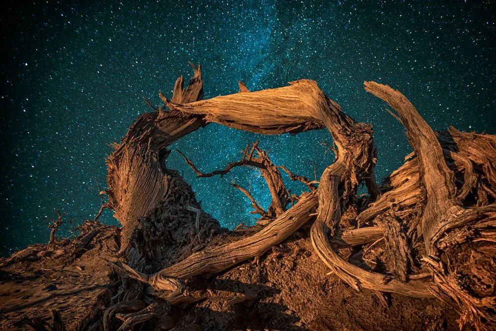 额济纳旗住宿一般多少钱,国庆额济纳旗胡杨林攻略