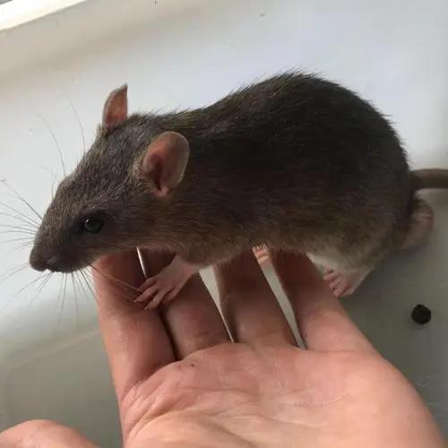 1967年，广州一英国人带2只老鼠出境，周总理为何严令彻查？