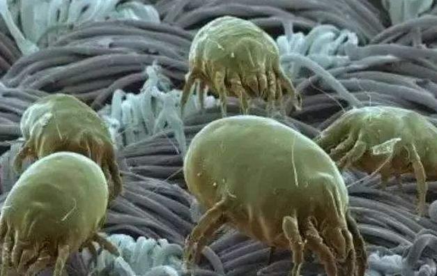 皮肤科医生祛痘教程,皮肤科医生教你护肤祛痘印