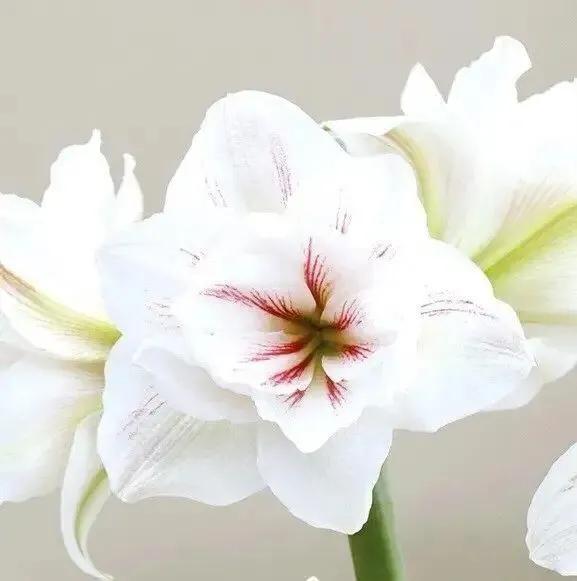 老北京歇后语无依无靠,老北京骂人的歇后语