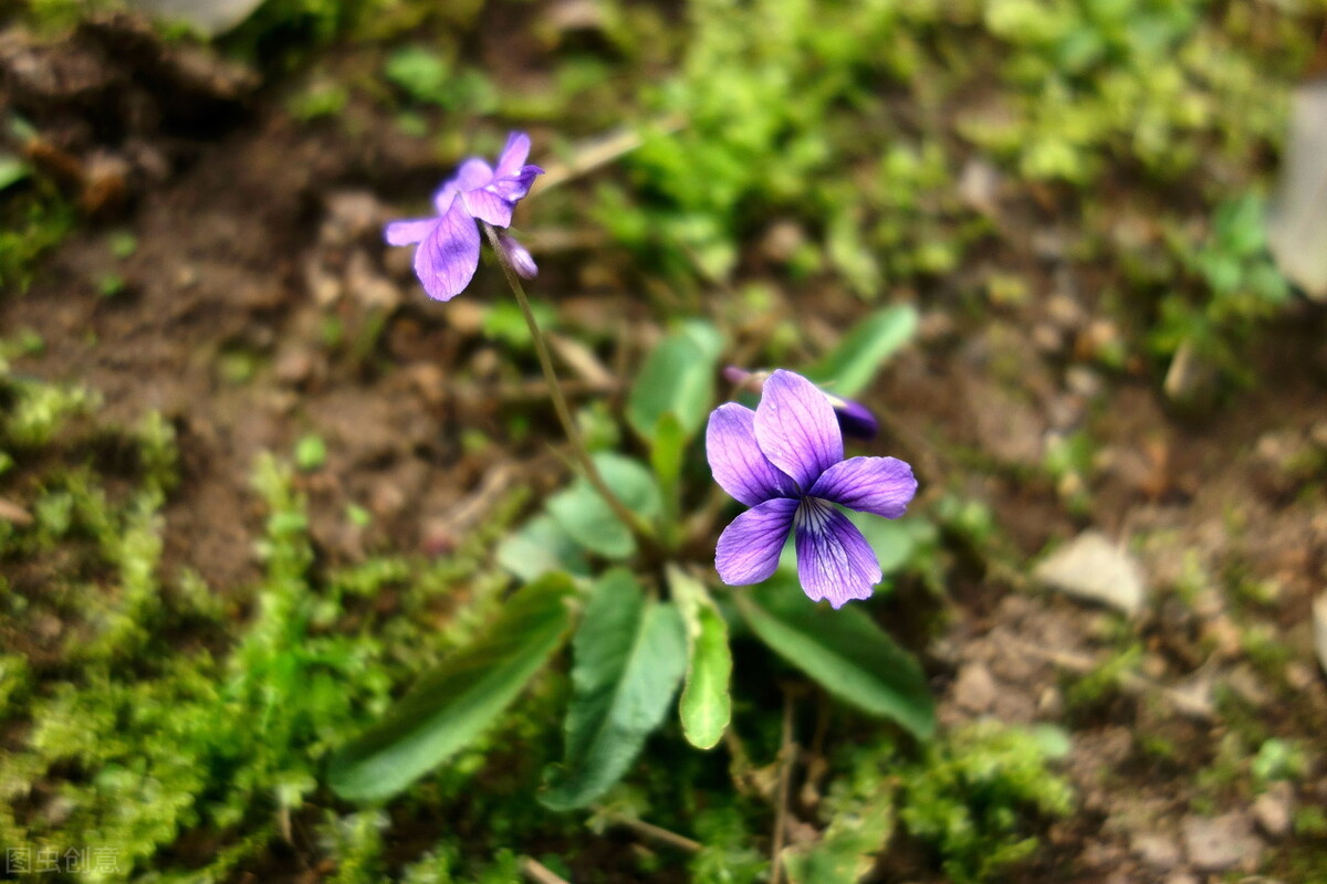 100种常见园林图鉴,列举20类不同的园林花卉