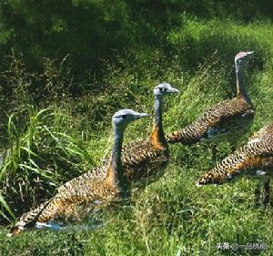 鸟类名字生僻字,带有鸟字的生僻字